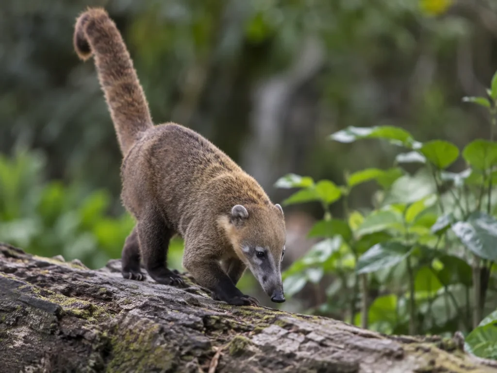 Raccoons
