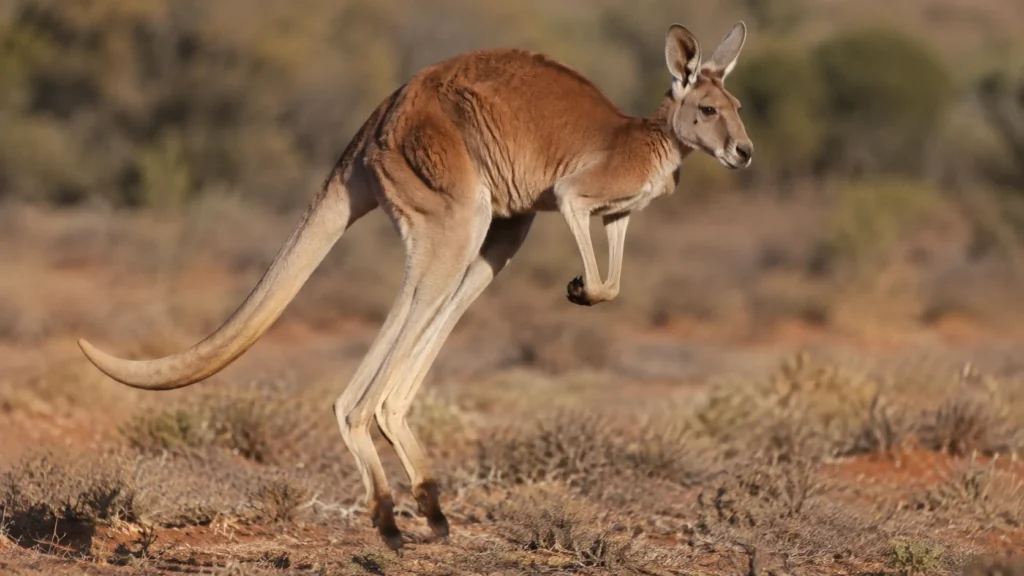 jumping kangaroo