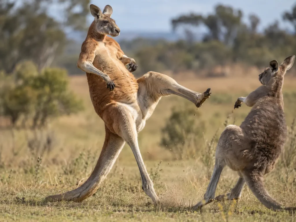 kangaroos kicks