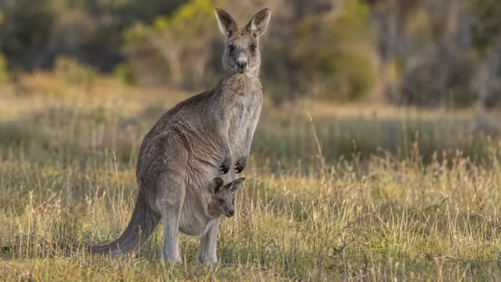 mother kangaroo and baby