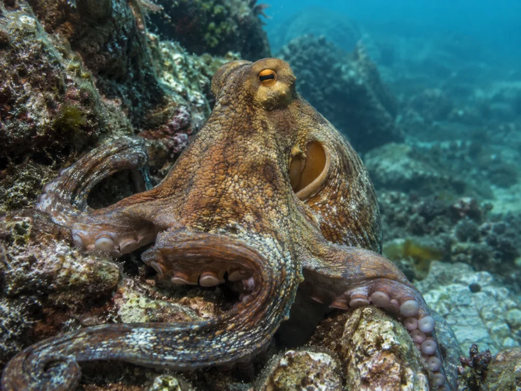 octupus