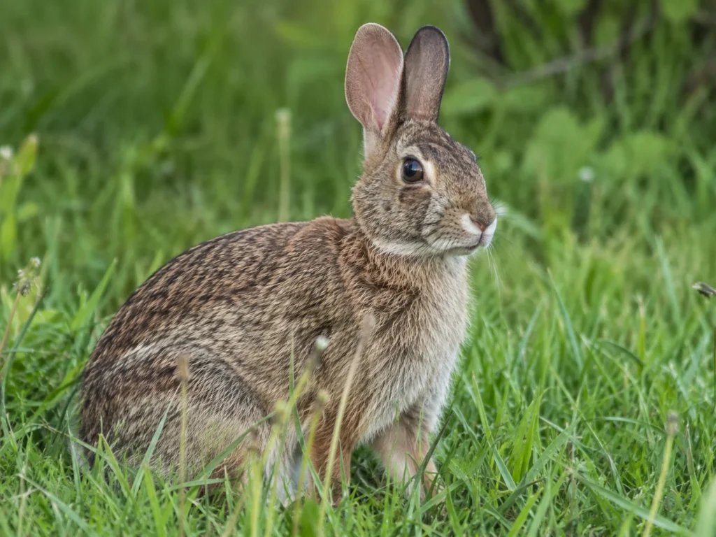 rabbit