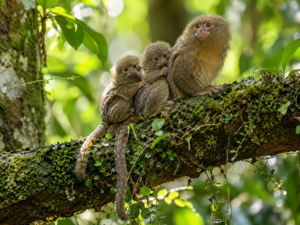 small monkey