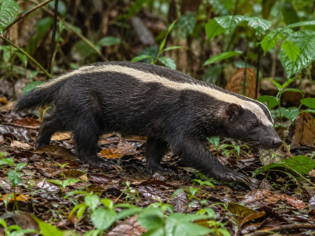 Animals Like Skunk