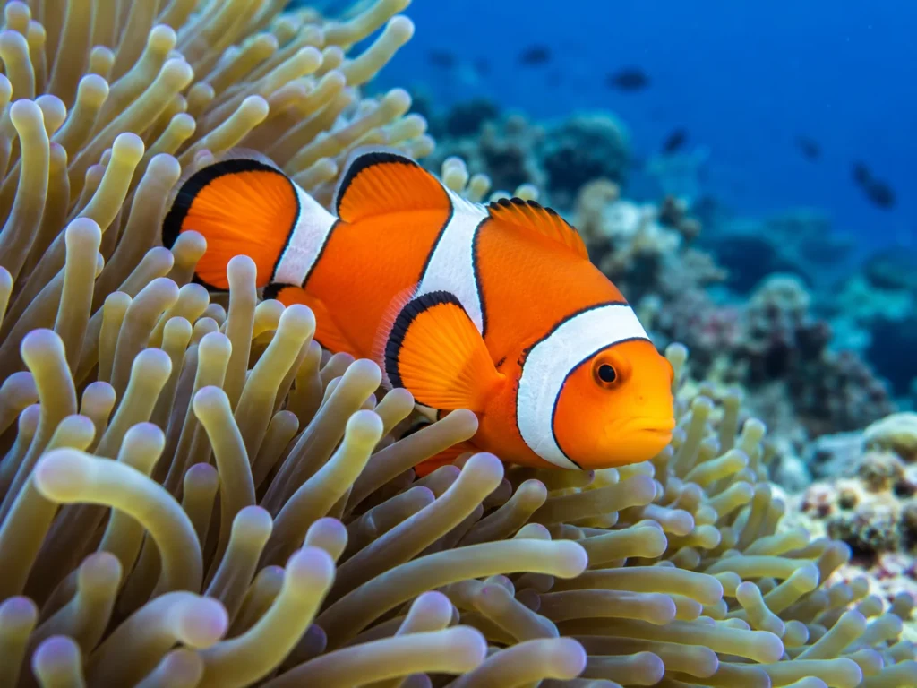 Animals With Stripes clowfish