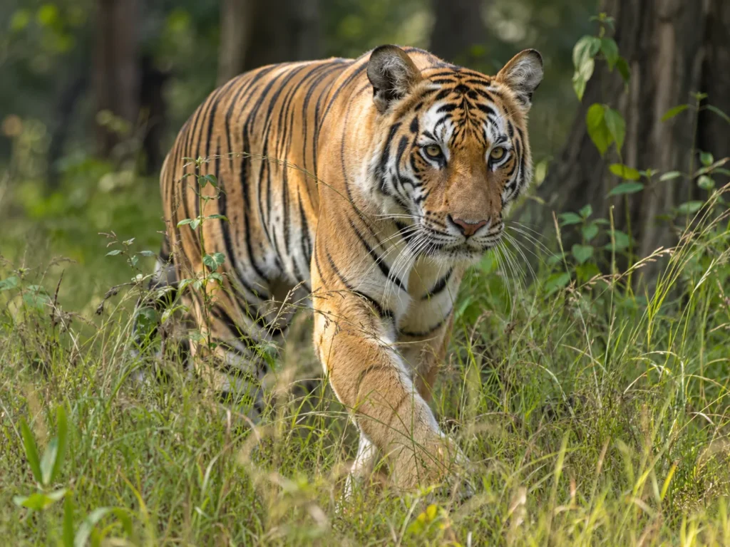 Animals With Stripes tiger