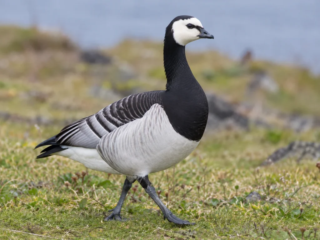 Barnacle goose