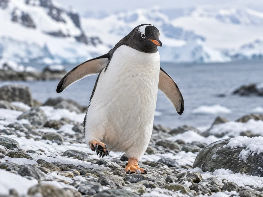 Clumsy Animals penguin