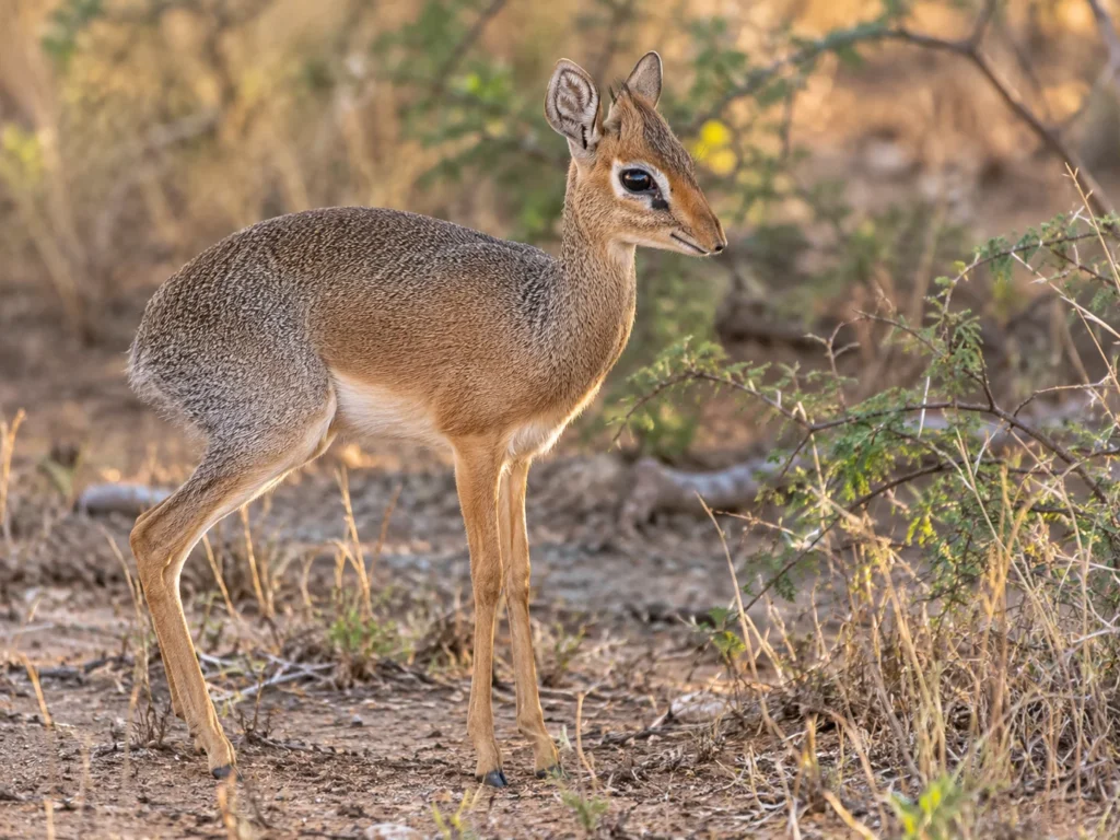 Dik-dik