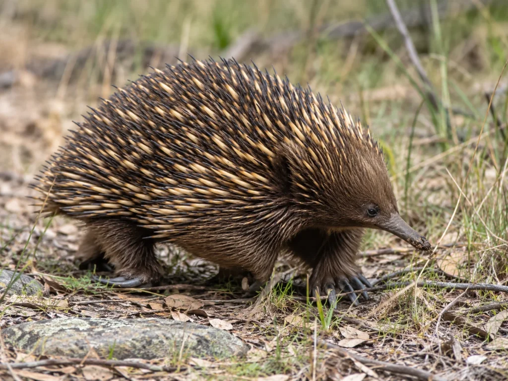 Echidna