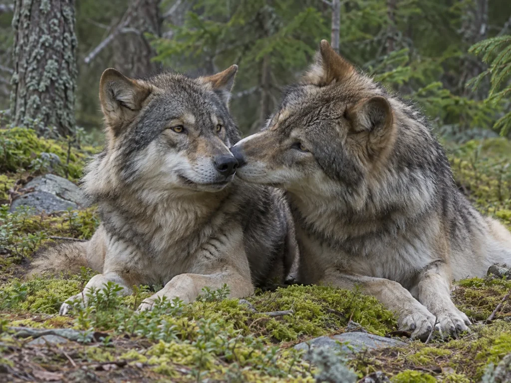 Humble Animals wolves
