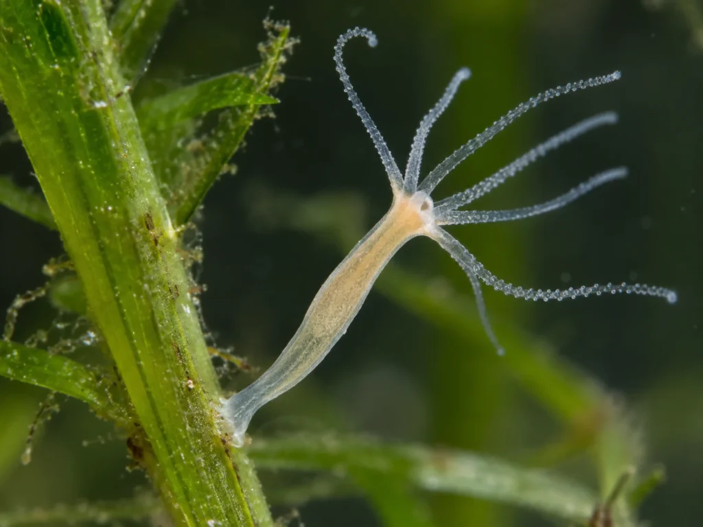 Hydra