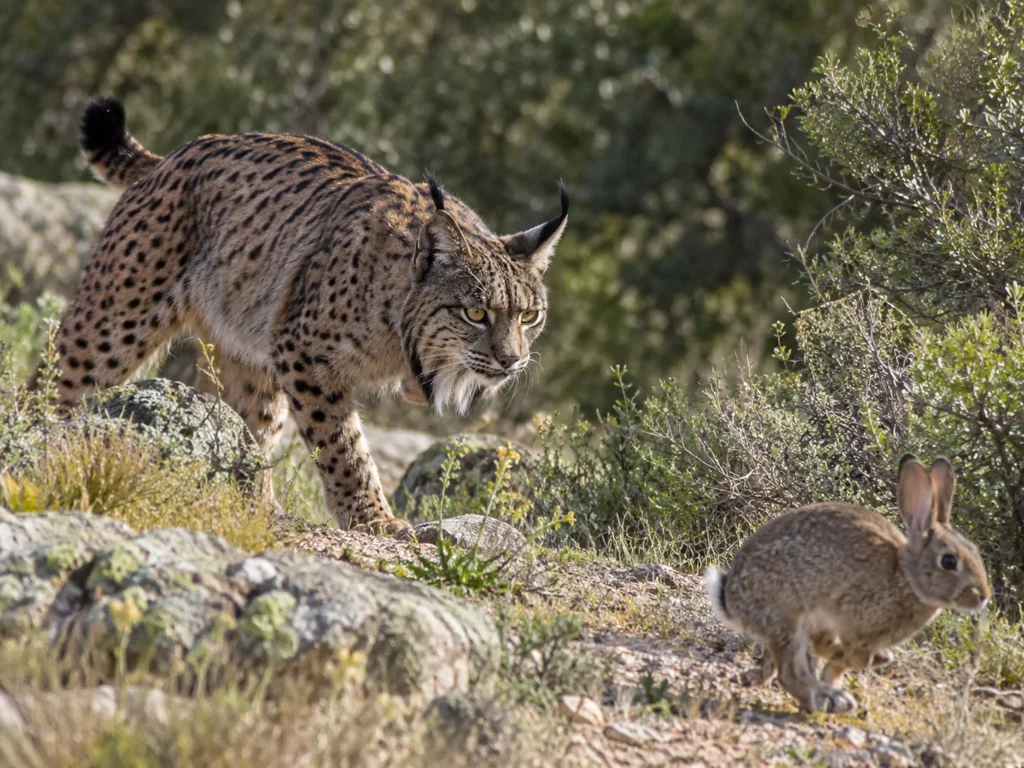 Iberian Lynx