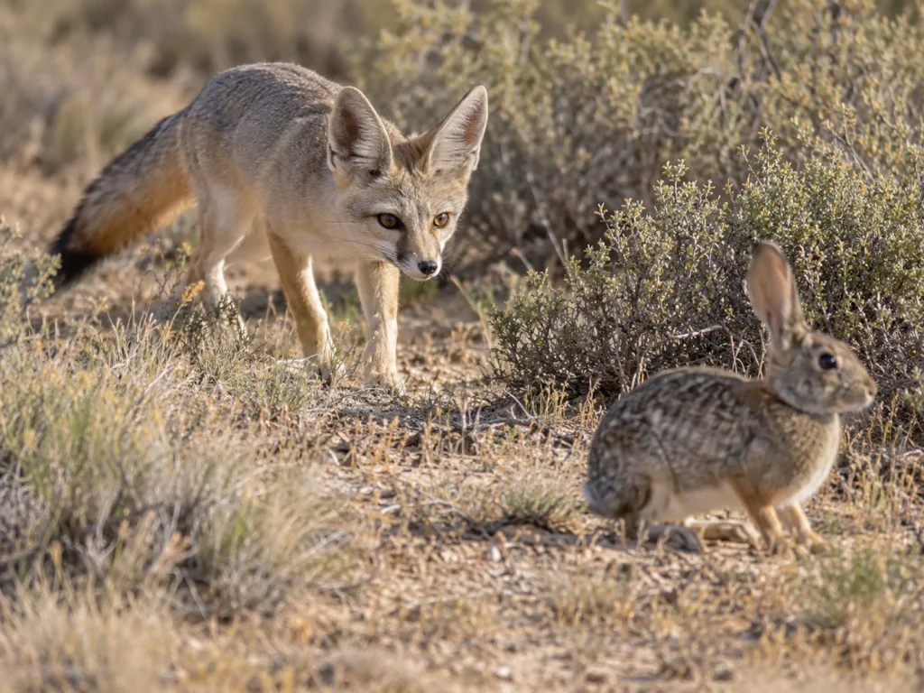 Kit Fox