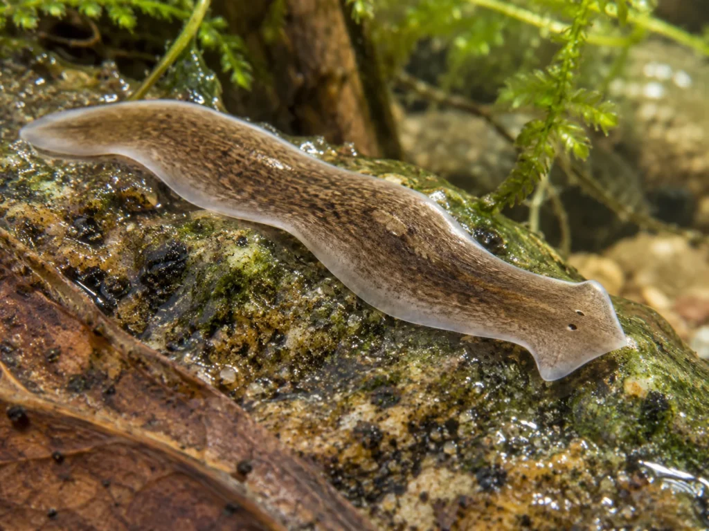 Planarian