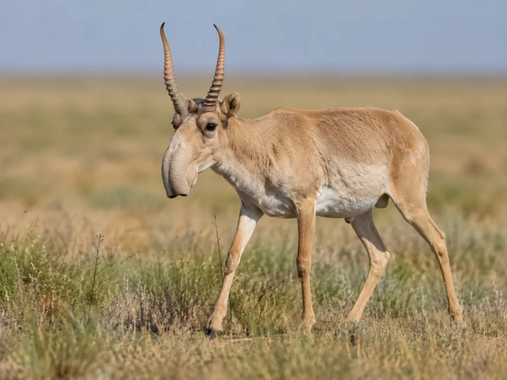 Saiga antelope