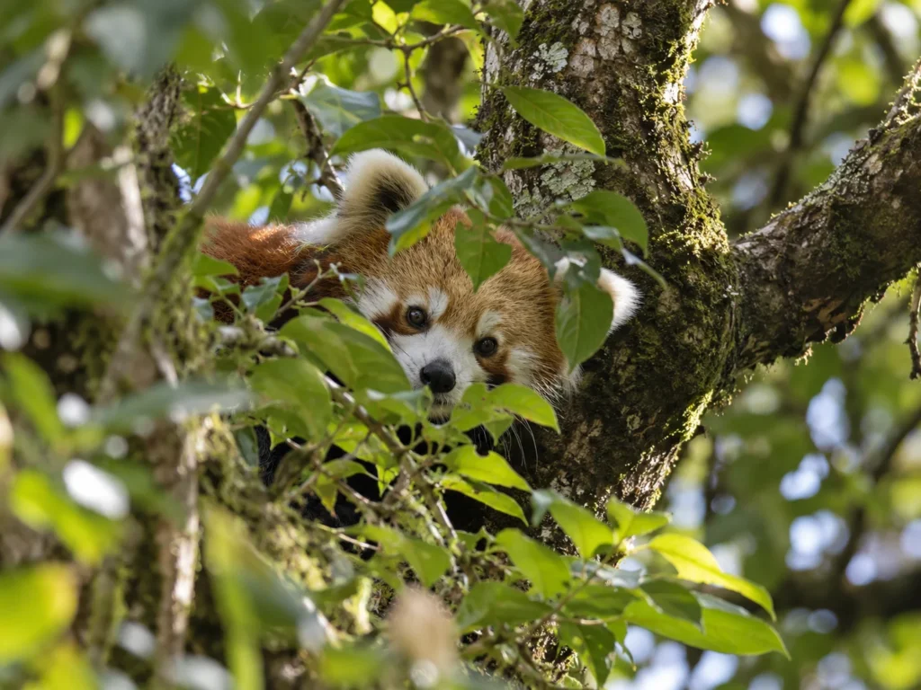 Shy Animals dense cover