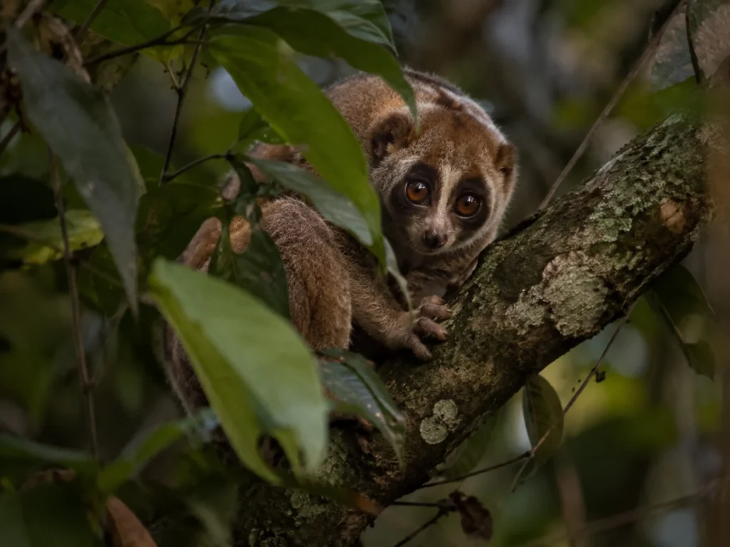 Shy Animals slow loris