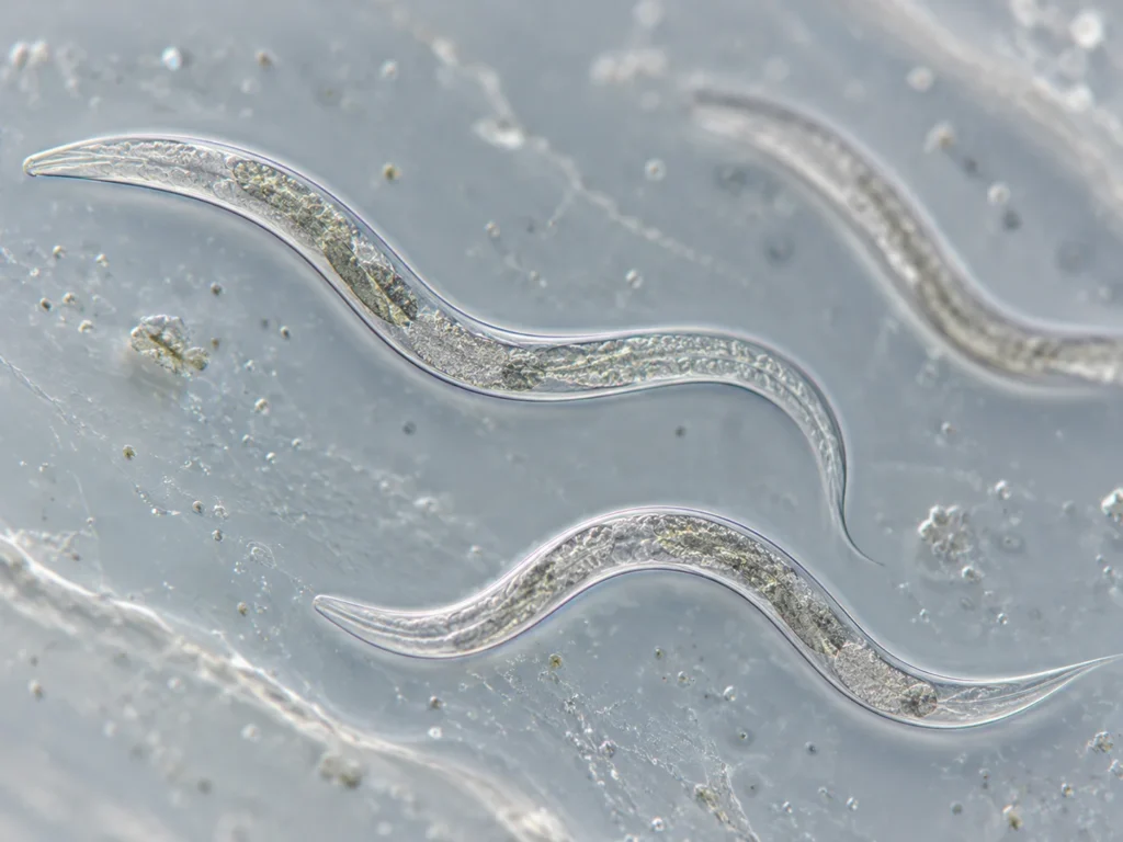 deaf animals C. elegans