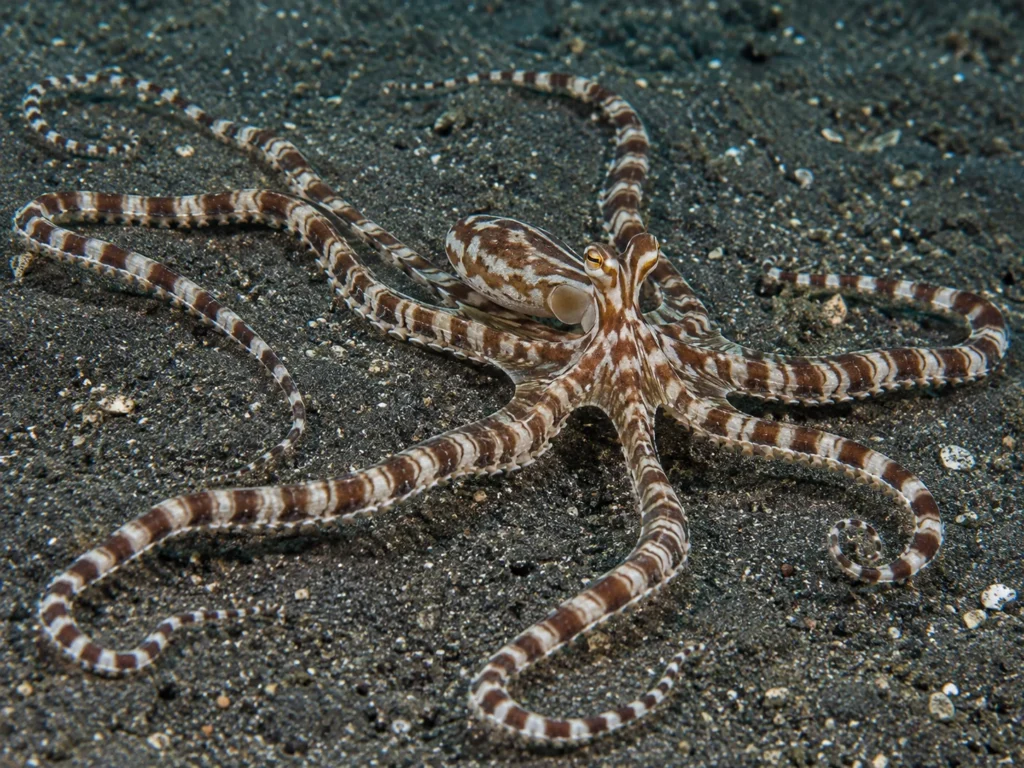  Sneaky Animals mimic-octopus