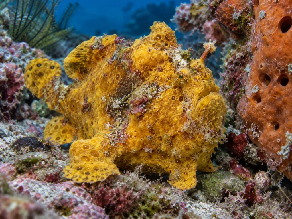 sneaky animals frogfish